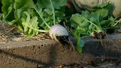 Turnips Grown With Magnetic Antenna