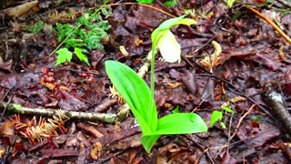 Slipper Orchid