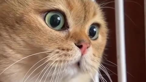 New Funny Animals 😂 Funniest Cats and Dogs Videos 😺🐶