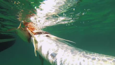 Fishing in Mexico's Sea