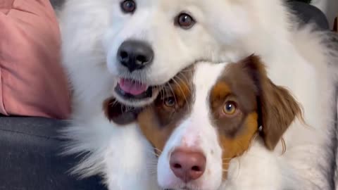 Cute dogs hug each other..🥰