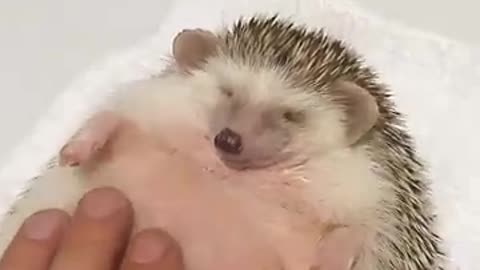Hilarious hedgehog loves massages.....