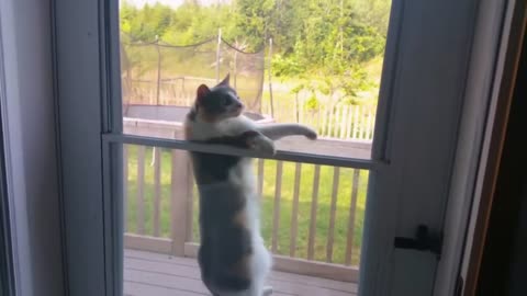 Cat Stuck in Screen Door