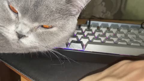 Hooman I Lay Down on Your Keyboard, Give Me Your Hand