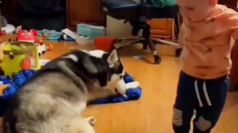 Funny & Cute Cats and Dogs 🥰🥰 #cats #dogs #reels #shorts #viral #pets #redfoxfolder