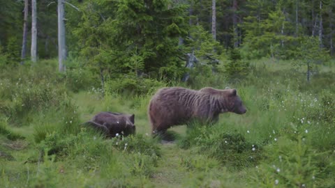 Möte med björnhonan och hennes ungar