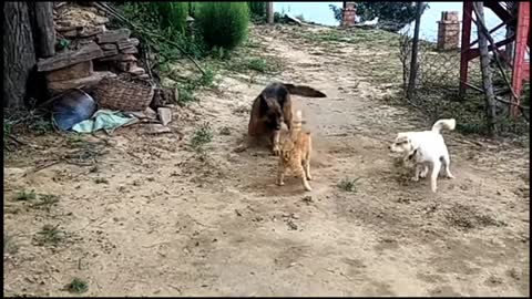 Cat owner thought his cat is lion