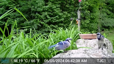 Blue Jay Romance