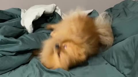 Attempting to rip the blanket is an adorable dog