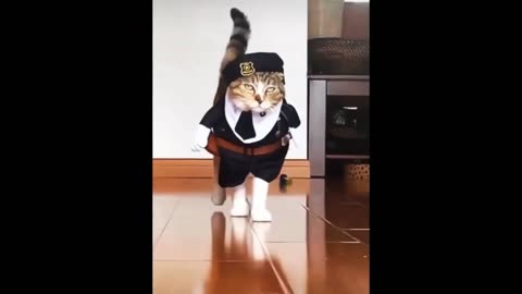 Funny😍 Cat Videos 2023