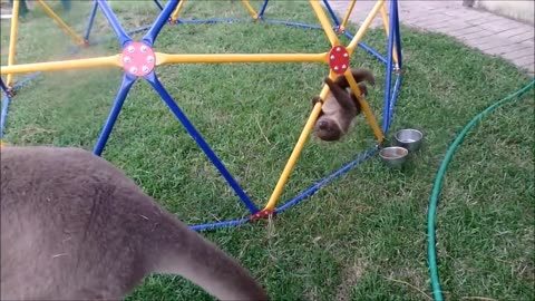 Baby Sloths Being Sloths - Hilarious Compilation of Adorable Laziness