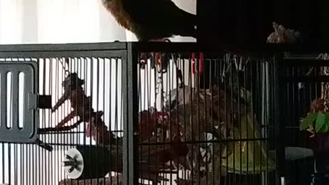 Parrot Dancing to Tom MacDonald's End of the World