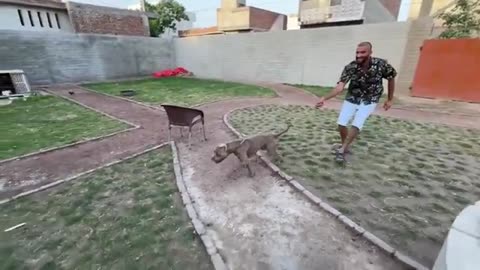 World dangerous dog in mini zoo