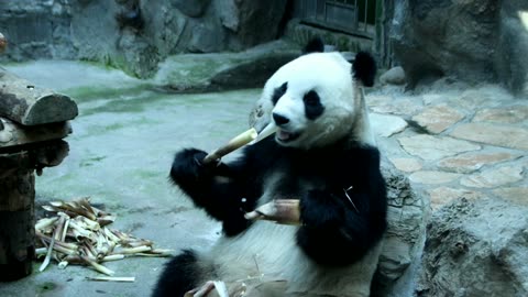 Panda Cuteness: A Heartwarming Journey