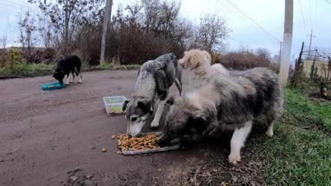 Stray Dogs are so Scared of Human... but hunger is stronger than fear