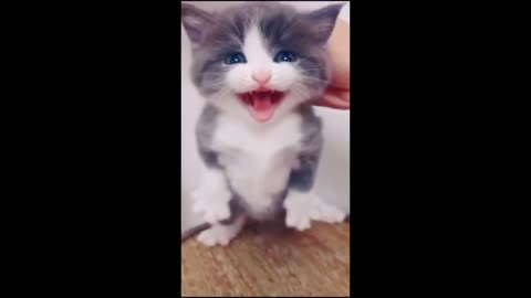 Funny cats