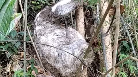 Returning a Fallen Baby Sloth to it's Mother