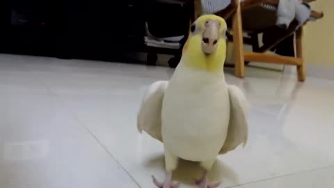 Singing Cockatiel supercute
