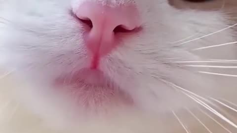 Cat Meowing 😺😺 || Cat Voice || Cute Cat Voice Short Video