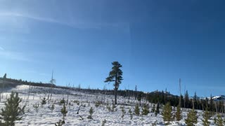 Sprouts of Pine Snowfield – Deschutes National Forest – Central Oregon