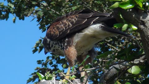 Buzzard Cross Bird Ocean City 2013