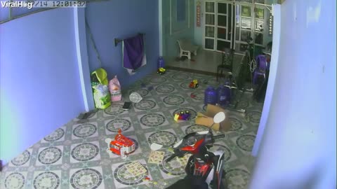 Viral Video_ King Cobra Tries To Follow Child Indoors In Hair-Raising Video