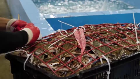 Amazing crab mass production process