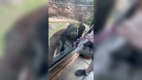 Orangutan Genius: Hilarious Money Tricks Caught on Camera! Funny Primate Moments