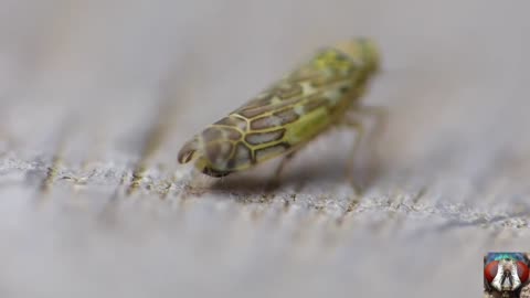 A Moment an insect is pooping. So amazing