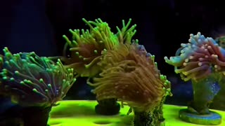 Reef tank