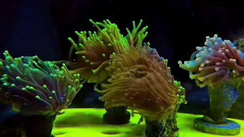 Reef tank