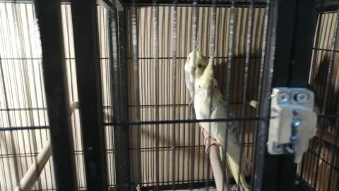 Beautiful parrots of Corella in a cage.