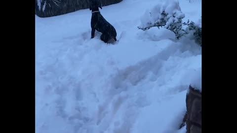Alma's First Snow