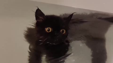 Cats swimming