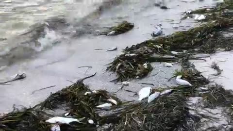 Red Tide, at Coquina Beach, dead fish everywhere. (August 4, 2018)