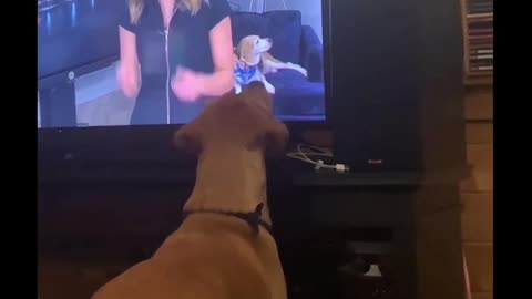 Poor Dog Is Perplexed