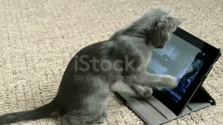 Cute Cat is just doing fun with computer & playing game ?