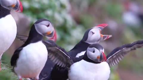 Just some puffins being all puffiny