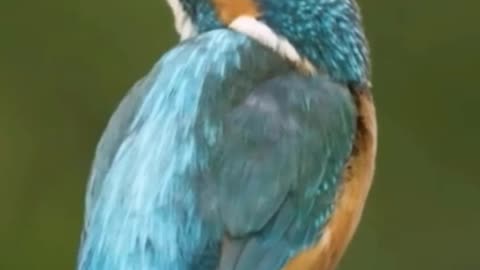 Eurasian Kingfisher With Beautiful Plumage