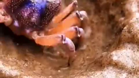 No one can beat this beautiful crab in arms.