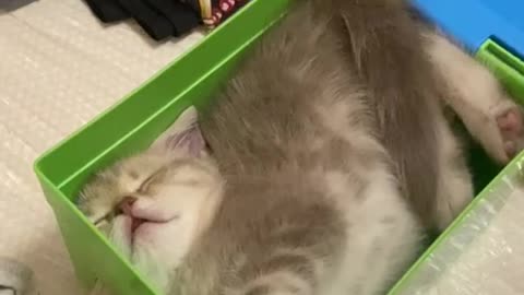 Square cat in a box