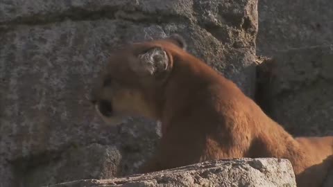 BROWN JAGUAR VS ARGENTINE DOGO - ARGENTINE DOGO ATTACKS ONE BROWN OUNCE