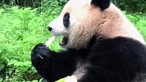Pandas eats bamboo. must be Fresh