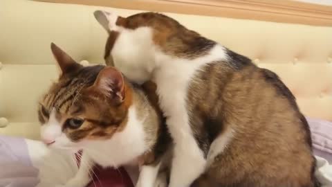 林旺 叭咘，相親相愛 💕 2 cats love each other ∕ neko∕猫∕可愛い∕毎日