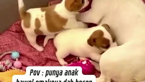Cute puppy dog with their mom