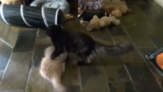 Persistent Ragdoll kitten refuses to give up playing with black cat