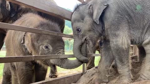 Elephants Run To Greeting The Newly Rescued Baby Elephant "Chaba"