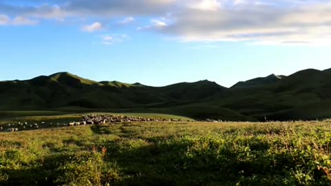 Beauty of Nepal the Himalayan goat farming and beautiful nature