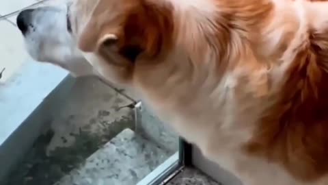 Most funny cat and dog videos