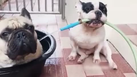 Dog Gives Buddy a Bath